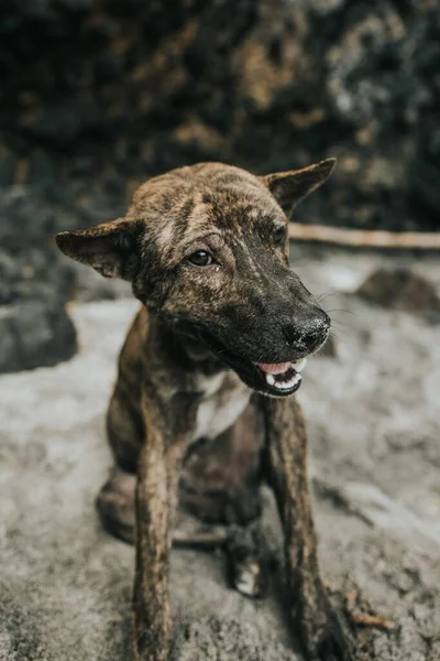 Adorabile Brindle Terrier Crossbreed Cane Seduto Sulla Sabbia — Foto Stock