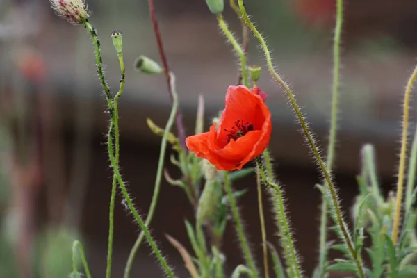 Tiro Foco Seletivo Flor Papoula Vermelha — Fotografia de Stock