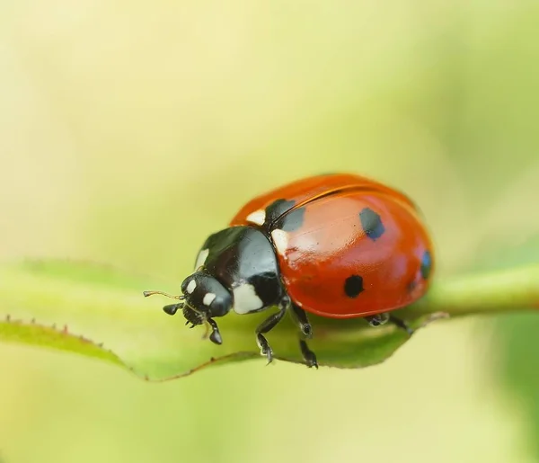 自然界中甲虫的宏观摄影 — 图库照片