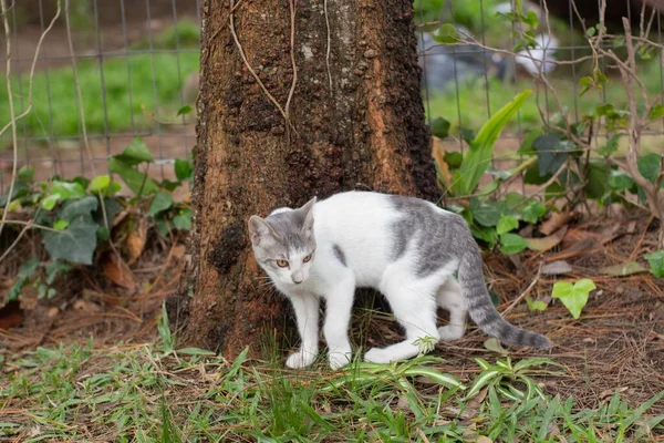 Vit Och Grå Katt Leker Med Ett Träd Parken Dagtid — Stockfoto