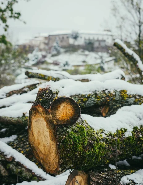 Ένα Κοντινό Πλάνο Ενός Κομμένου Δέντρου Καλυμμένου Βρύα Και Χιόνι — Φωτογραφία Αρχείου