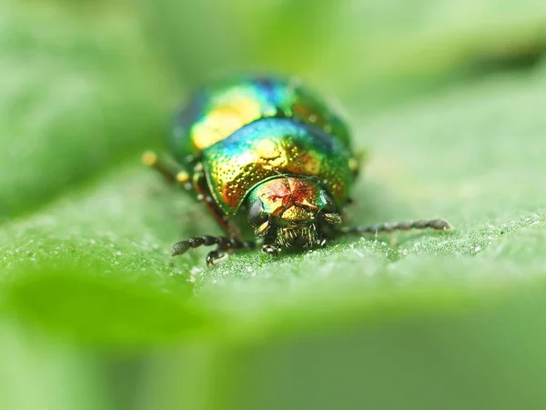 Makrofotografie Des Käfers Der Natur — Stockfoto