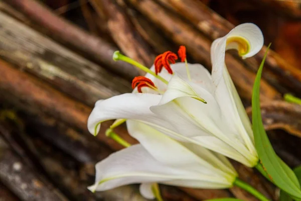 Close Uma Flor Lírio Branco Com Fundo Borrado — Fotografia de Stock