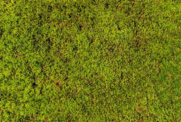 Ein Kopfschuss Frischen Grünen Grases Auf Einem Feld Freien Einem — Stockfoto