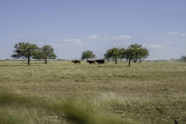 Una Vista Soleada Grupo Vacas Pastando Campo Hierba — Foto de Stock