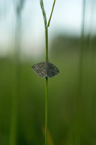 背景がぼやけている緑の植物に蝶のクローズアップショット — ストック写真