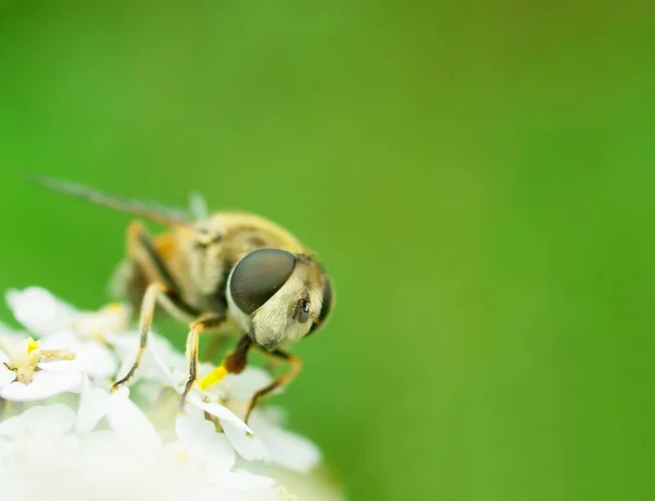 Μακροφωτογραφία Των Μυγών Κοντά Μύγα Έντομο Στη Φύση — Φωτογραφία Αρχείου