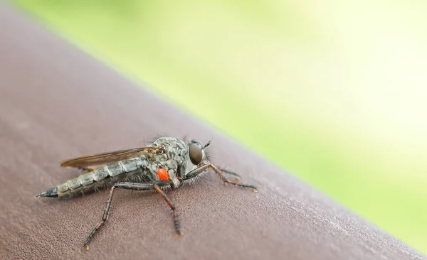 特写苍蝇 昆虫的宏观摄影 — 图库照片