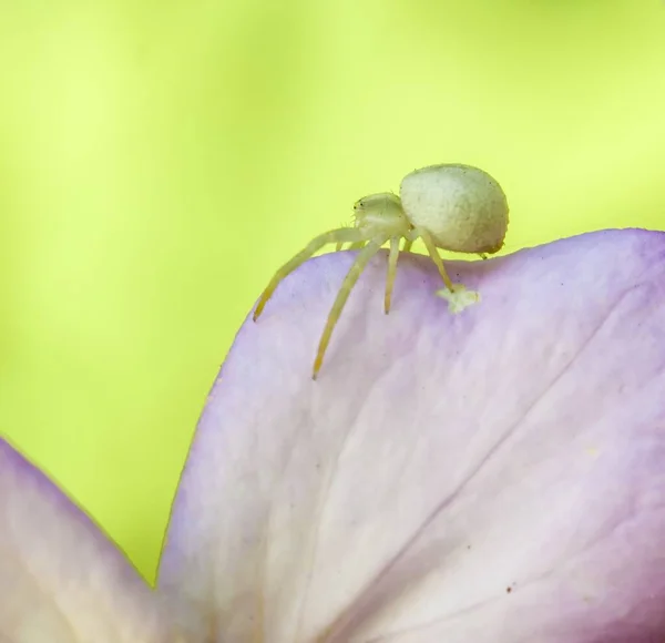 Foto Einer Spinne Die Raubtiere Jagt — Stockfoto