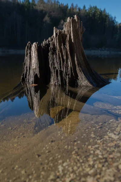 Eine Nahaufnahme Der Baumwurzel Einem Kleinen Fluss Vor Dem Hintergrund — Stockfoto