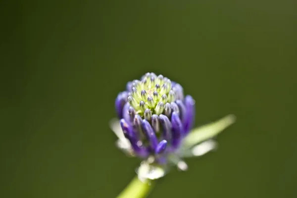 Eine Nahaufnahme Einer Lila Wildblumenknospe Auf Verschwommenem Hintergrund — Stockfoto