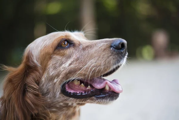 Nahaufnahme Eines Fröhlichen Spaniels Einem Park Sonnenlicht Mit Verschwommenem Hintergrund — Stockfoto