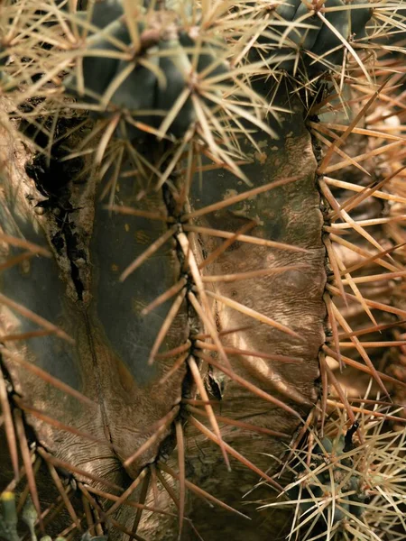 Una Toma Selectiva Del Cactus San Pedro Floreciendo —  Fotos de Stock