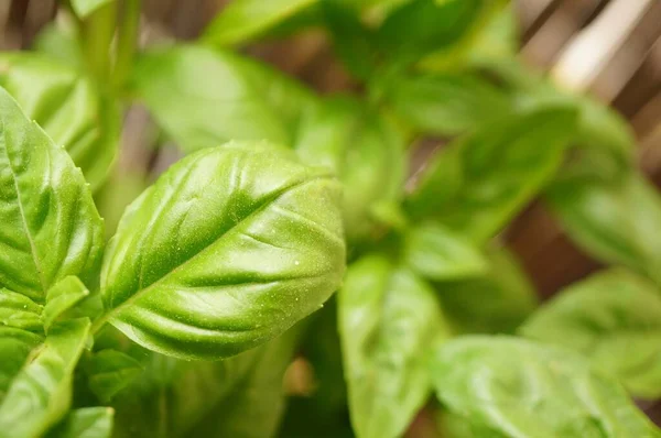 Sebuah Sudut Tinggi Ditembak Daun Hijau Tanaman — Stok Foto