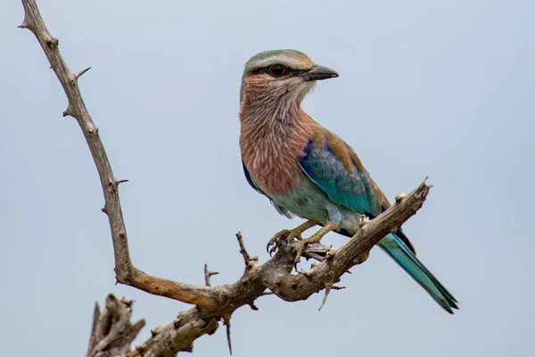 Een Selectieve Focusshot Van Een Prachtige Kleurrijke Vogel Tak Van — Stockfoto