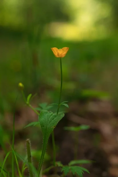 Eine Nahaufnahme Einer Schönen Gelben Wildblume Auf Verschwommenem Hintergrund — Stockfoto