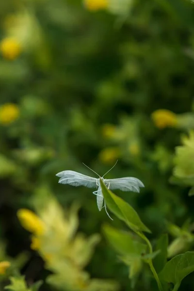 초파리의 선명하게 보이는 — 스톡 사진