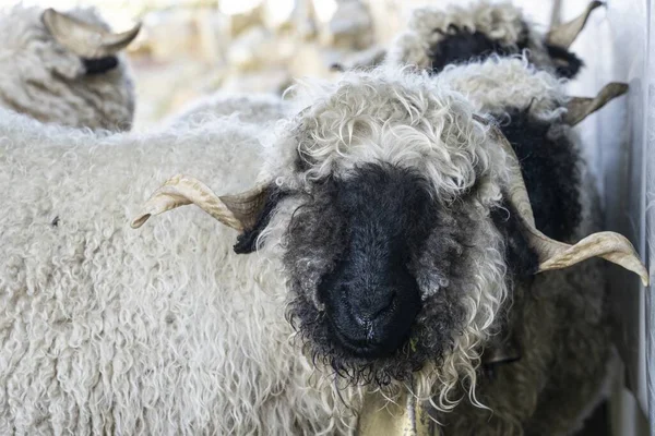 Lustige Schwarze Nasenschafe Den Bergen Von Zermatt Wallis Wallis Schweiz — Stockfoto