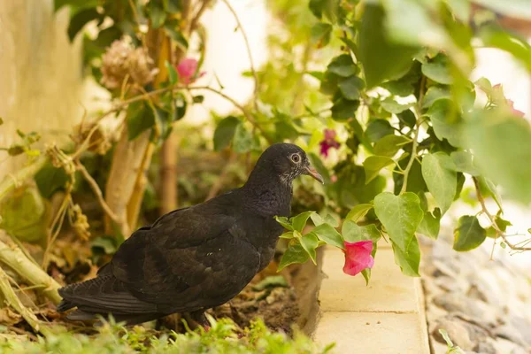 Mise Point Sélective Pigeon Noir Dans Jardin Maison — Photo