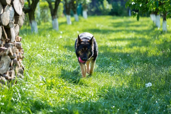 草の上でおもちゃで遊んでいるドイツの羊飼いの犬 — ストック写真