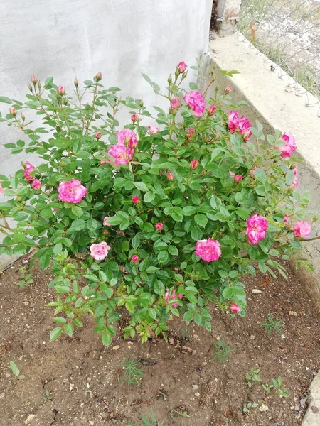 Disparo Alto Ángulo Rosas Rosadas Rodeadas Hojas Verdes Jardín Durante — Foto de Stock