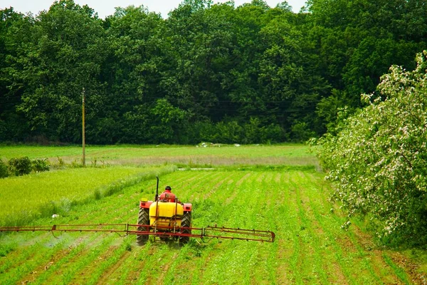 Paysan Avec Tracteur Travaillant Récolte Maïs Près Une Forêt Dans — Photo