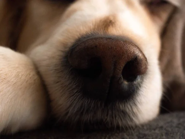 一只可爱可爱的金毛猎犬的鼻子特写 — 图库照片