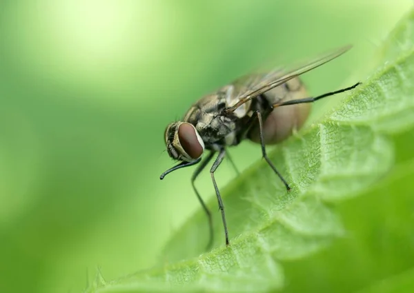 Macro Fotografía Moscas Mosca Primer Plano Insecto Naturaleza —  Fotos de Stock