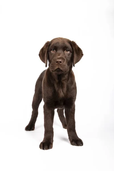 Vertikální Záběr Krásné Čokoládové Labrador Štěně Bílém Pozadí — Stock fotografie