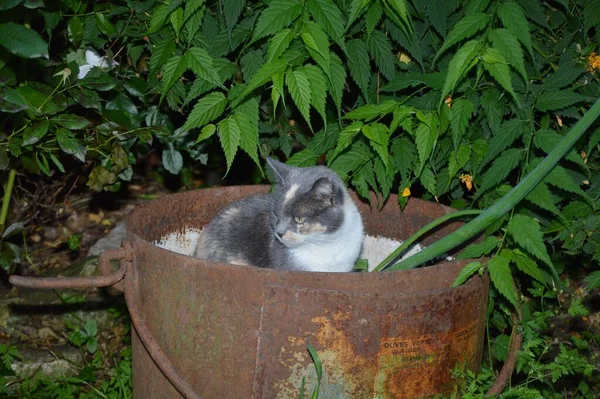 Adorable Gatito Gris Lindo Una Olla Oxidada Entre Vegetación —  Fotos de Stock