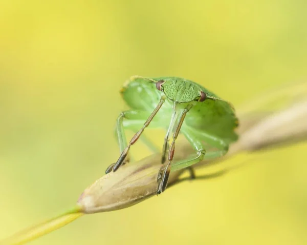 虫の野生生物害虫のマクロ写真 — ストック写真