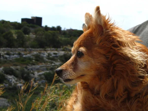 Birzebbuga Malta Μαΐου 2014 Όμορφο Θηλυκό Μικρό Καφέ Σκυλί Εγρήγορση — Φωτογραφία Αρχείου