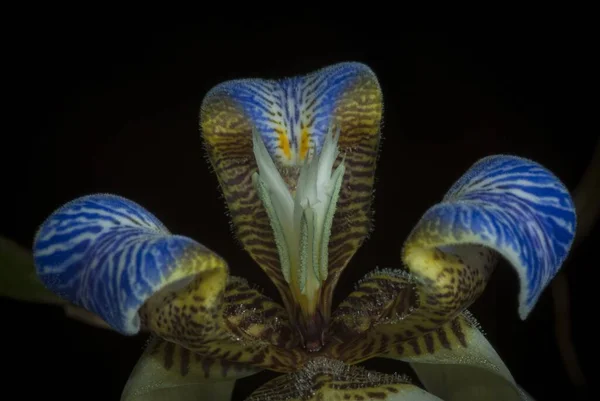 Una Hermosa Flor Iris Blanca Azul Amarilla Aislada Sobre Fondo —  Fotos de Stock