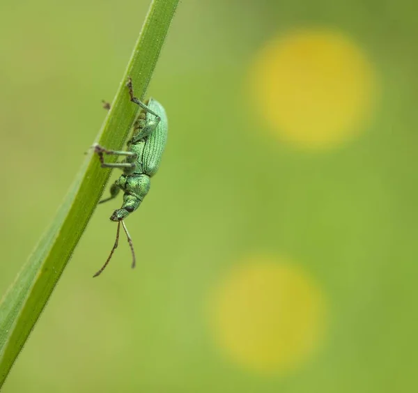 Macrofotografía Del Escarabajo Naturaleza — Foto de Stock