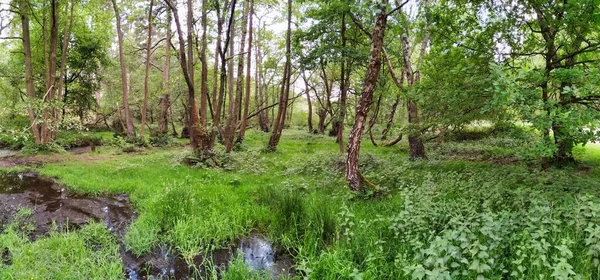 Удивительный Снимок Зеленого Леса Кэннок Чейз Великобритании — стоковое фото