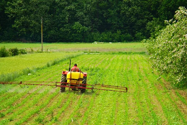 Camponês Com Tractor Trabalhar Campo Milho Perto Uma Floresta Aldeia — Fotografia de Stock