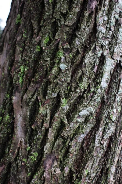 Gros Plan Écorce Arbre Recouvert Mousse — Photo