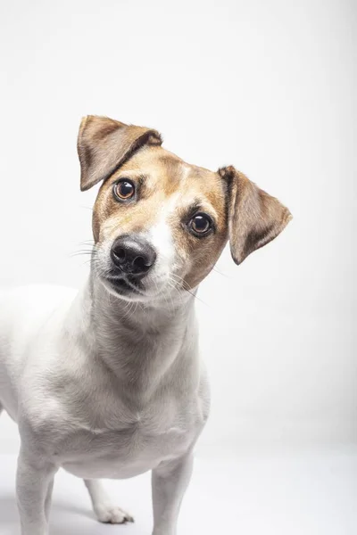 Tiro Vertical Curioso Jack Russell Terrier Isolado Fundo Branco — Fotografia de Stock