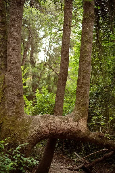 Beau Cliché Grands Arbres Verts Dans Forêt Sous Lumière Soleil — Photo