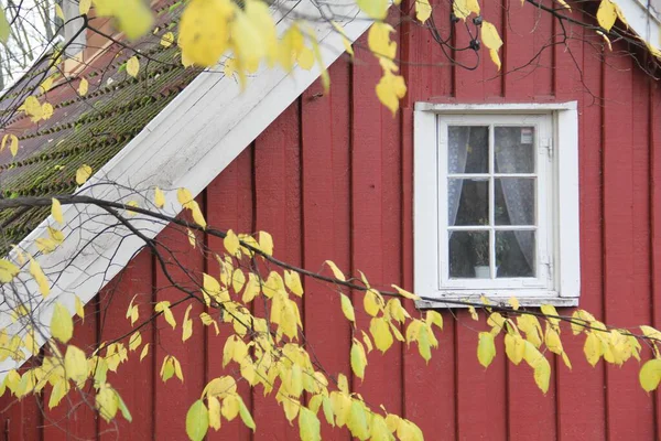 Det Vita Fönstret Röd Byggnad Med Grenar Ett Träd Förgrunden — Stockfoto