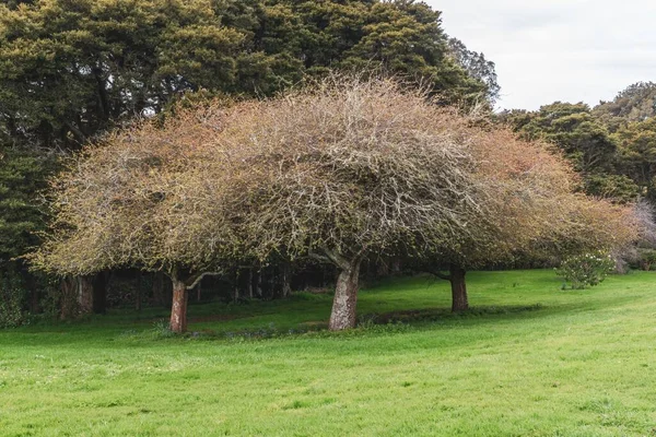 Uma Paisagem Uma Árvore Única Prado Verde — Fotografia de Stock
