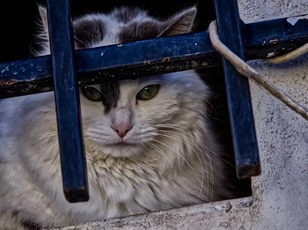 Közelkép Gyönyörű Macskáról Zöld Szemekkel Ahogy Kék Kapun Bámul — Stock Fotó