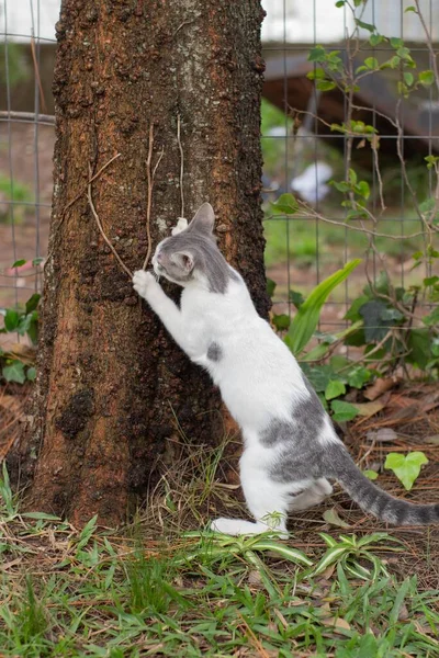 白猫白天在公园里与一棵树玩耍的白猫和灰猫 — 图库照片