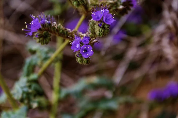 Närbild Notch Blad Phacelia Phacelia Crenulata Hickman Bridge Trail Capitol — Stockfoto