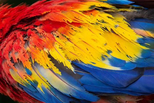 这是一只美丽多彩的鹦鹉羽毛的特写镜头 — 图库照片