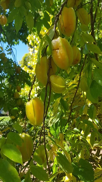 Plan Vertical Fruits Étoilés Sur Les Branches Arbre — Photo