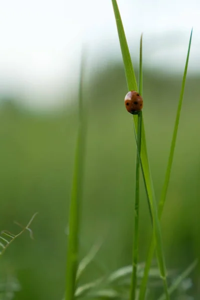 Vertikal Närbild Bild Nyckelpiga Grön Växt Med Suddig Bakgrund — Stockfoto