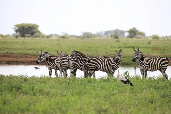 Egy Zebracsoport Tsavo East National Park Folyópartján Kenyában Afrikában — Stock Fotó