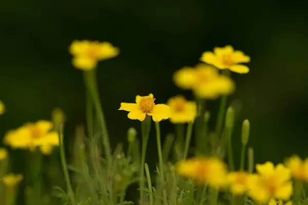Niektóre Małe Kwiaty Żółtymi Płatkami Rozmytym Tle Traw — Zdjęcie stockowe