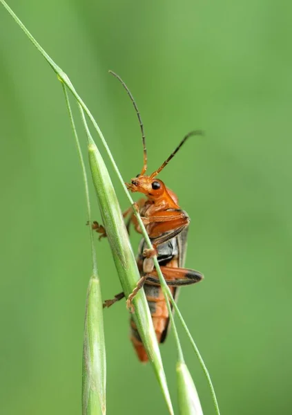 Macrofotografía Escarabajo Naturaleza — Foto de Stock